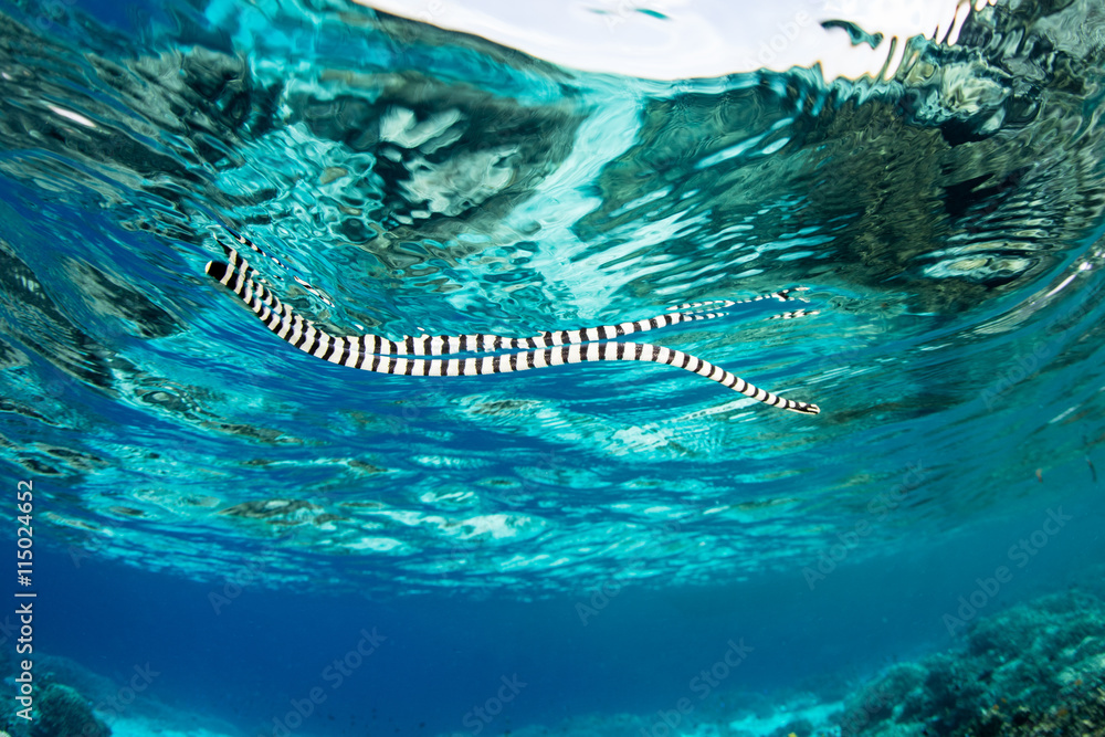Naklejka premium Banded Sea Krait Swimming at Surface of Pacific Ocean