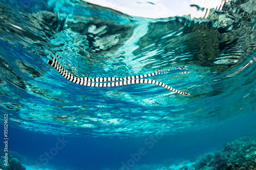 Banded Sea Krait Swimming at Surface of Pacific Ocean