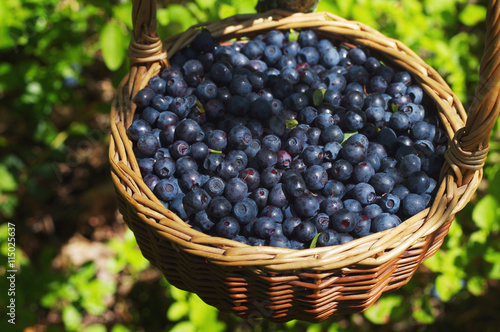 Slika na platnu Berries of ripe juicy bilberry in a wattled basket in the summer in the wood