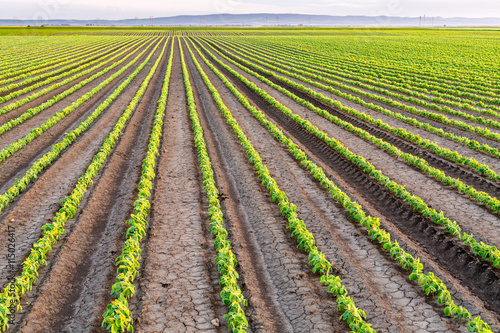 Green ripening soybean field, agricultural landscape