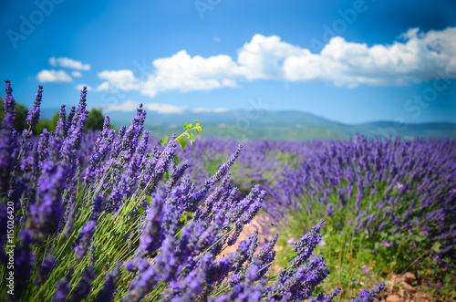 Lavender field on a background of mountains in Provence  France