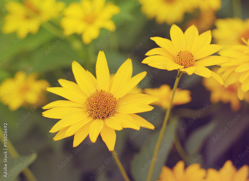 Yellow summer flowers of Heliopsis on a green background Yellow summer flowers of Heliopsis on a green background