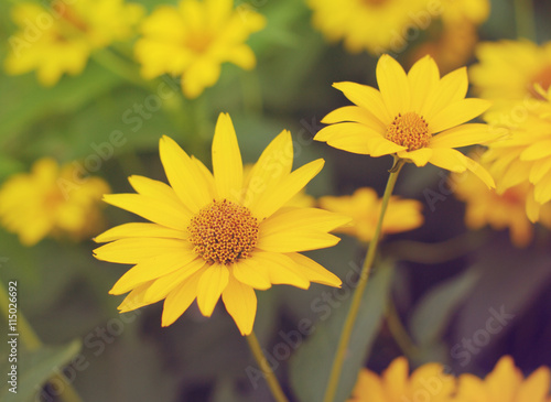 Yellow summer flowers of Heliopsis on a green background