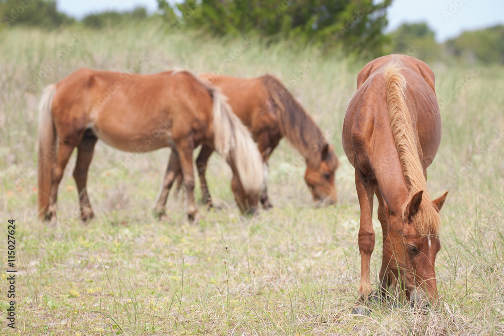 Wild horses grazing on the outer banks of NC. Wild horses grazing on the outer banks of NC.