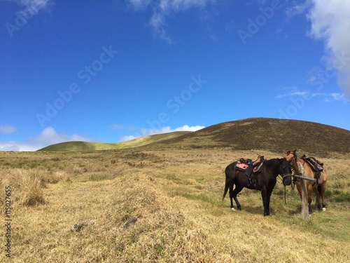 Two horses tied to a hitching post on a trail ride
