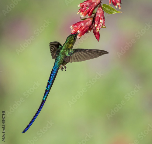 Fotografie Is It A flying Lizard, No A Violet-tailed Sylph - A Violet-tailed sylph hummingbird hovers under a flower to extract nectar