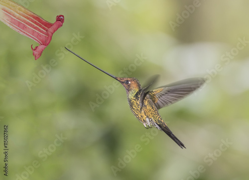 Fotografia Sword-Billed Hummingbird -A  Sword-Billed Hummingbird approaches an Angels Trumpet flower