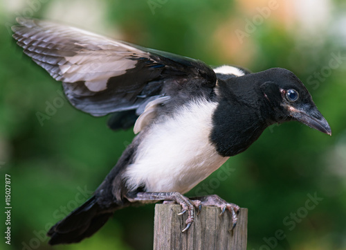 The close view of the nestling of magpie on wooden fence. Bird on wooden fence.