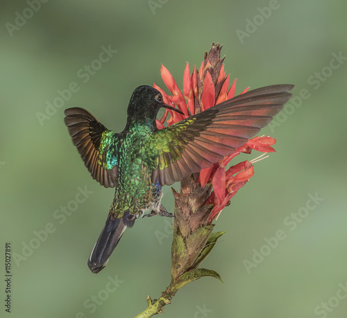 Velvet-Purple Coronet - A Velvet-Purple Coronet hummingbird feeds on the nectar in a flower. photo