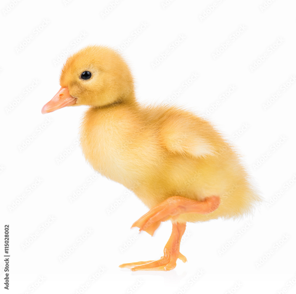 Cute domestic duckling, isolated on white background Cute domestic duckling, isolated on white background
