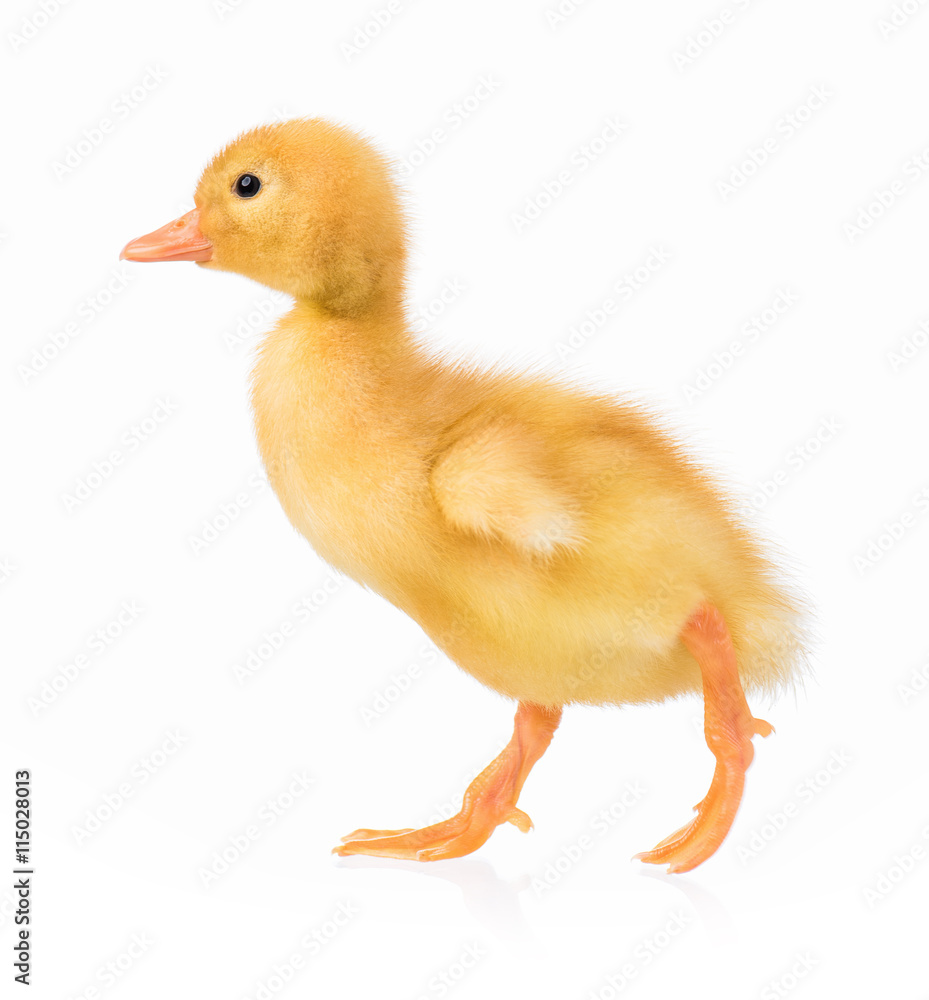 Cute domestic duckling, isolated on white background Cute domestic duckling, isolated on white background