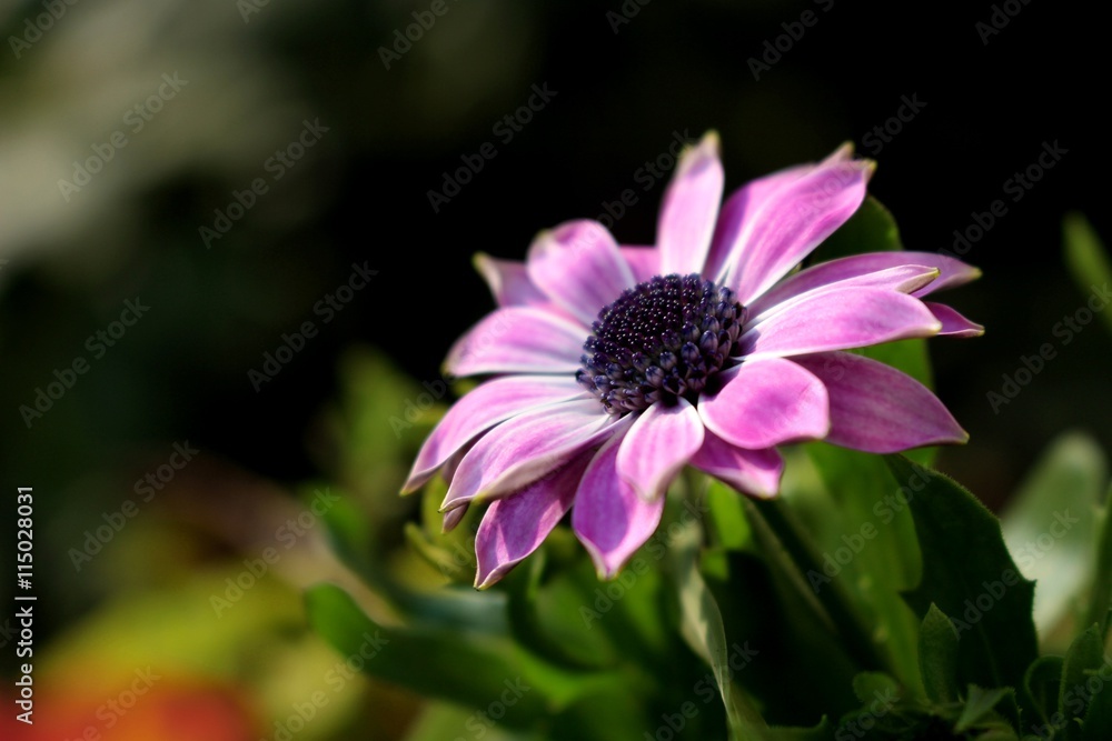 Obraz premium Lila Blume