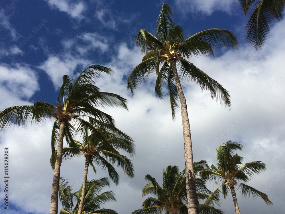 Obraz premium Palm trees blowing on a windy day #2