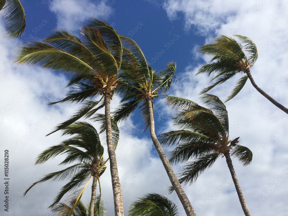 Obraz premium Palm trees blowing on a windy day #2