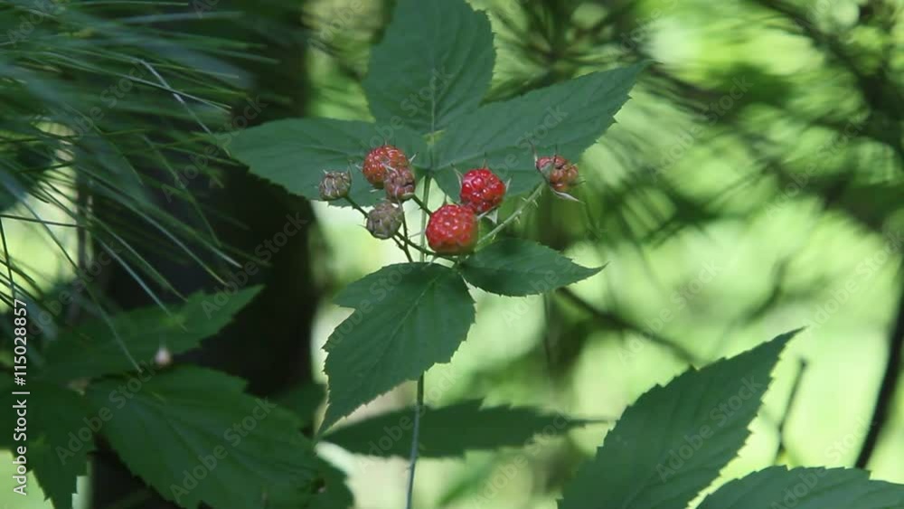 Red wild raspberries on a branch in Summer season Red wild raspberries on a branch in Summer season
