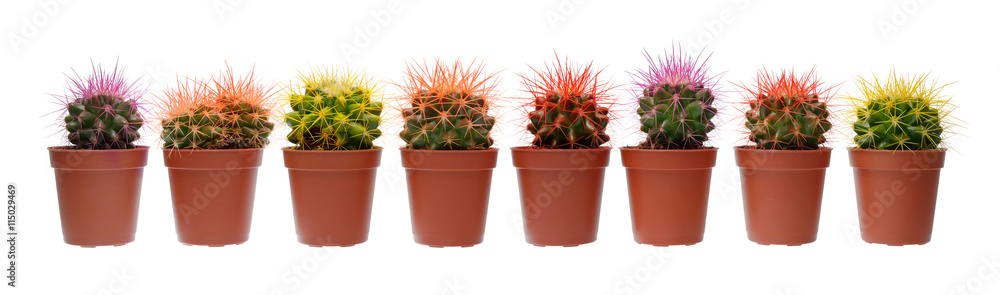 Group of cactuses Group of cactuses