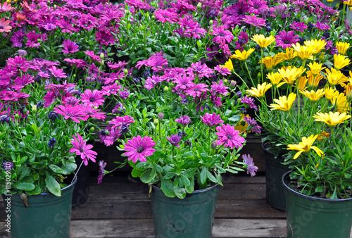 Purple and yellow daisies