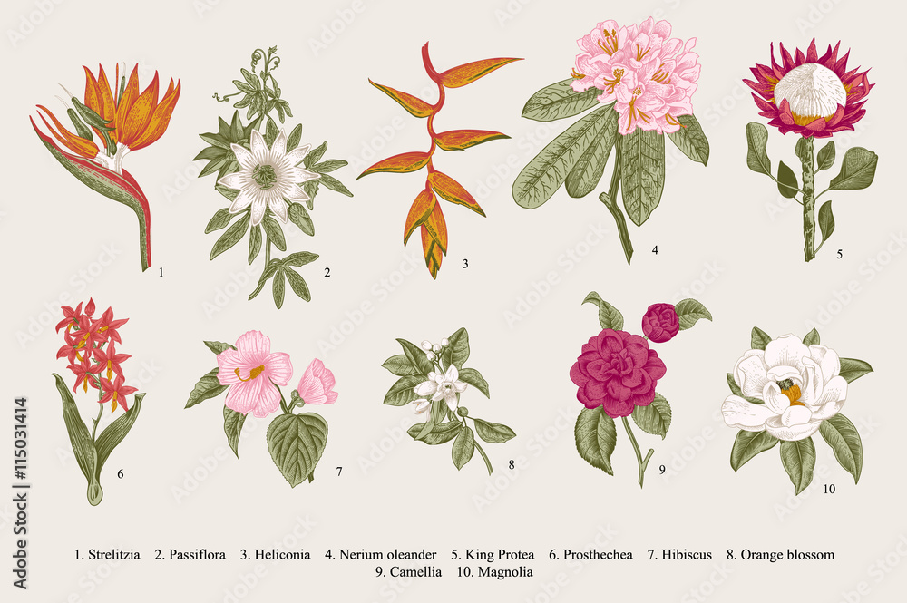 Naklejka premium Exotic flowers set. Botanical vector vintage illustration. Design elements. Colorful.