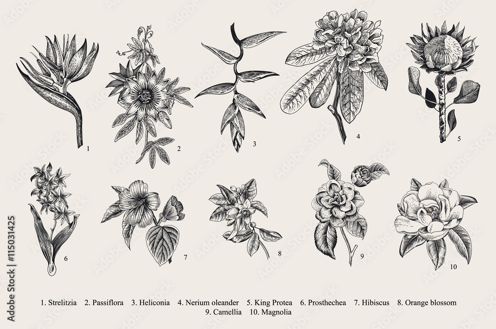 Naklejka premium Exotic flowers set. Botanical vector vintage illustration. Design elements. Black and white