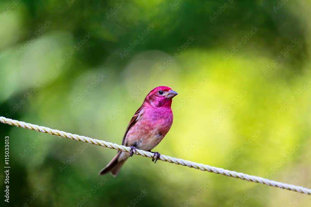 The Purple Finch is the bird that has been famously described as a sparrow dipped in raspberry juice. This was taken deep in a boreal forest in North Quebec Canada. The Purple Finch is the bird that has been famously described as a sparrow dipped in raspberry juice. This was taken deep in a boreal forest in North Quebec Canada.