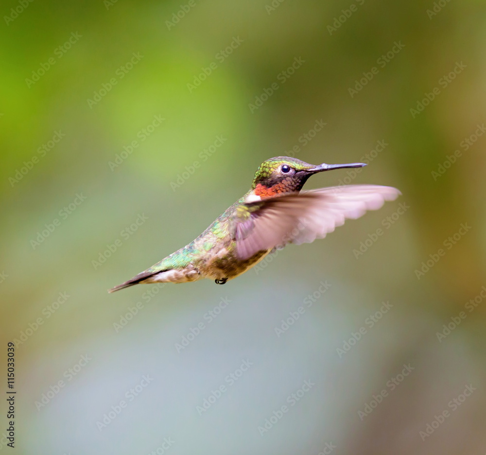 Fototapeta premium Ruby Throated Hummingbird , after its long migration from the south to the north. Hovering in space in a boreal forest in Quebec Canada.