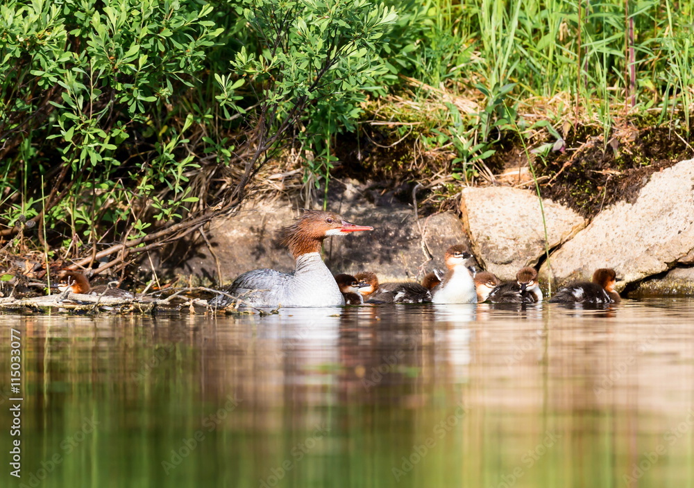 Obraz premium The elegant gray-bodied female Common Merganser have rich, cinnamon heads with a short crest. This one is seen while resting and swimming with her chicks on a Lac Creux in northern Quebec Canada.