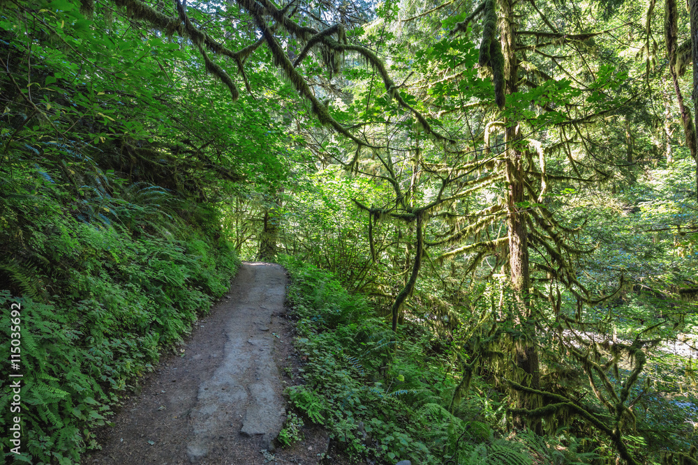 Pathway in the nature, surrounded by trees. Pathway in the nature, surrounded by trees.
