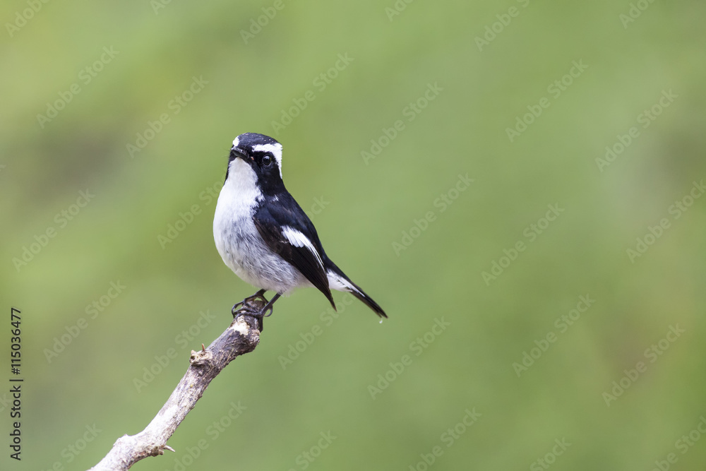 Obraz premium A cute Male Little Pied Flycatcher in clean background
