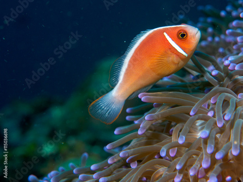 anemone fish at underwater, philippines