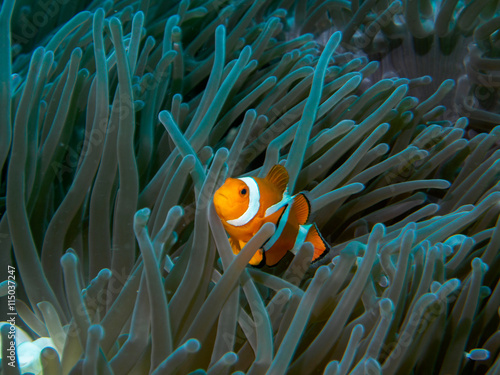 anemone fish at underwater, philippines