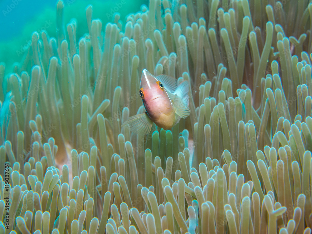 anemone fish at underwater, philippines anemone fish at underwater, philippines