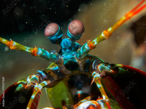Foto mantis under the sea