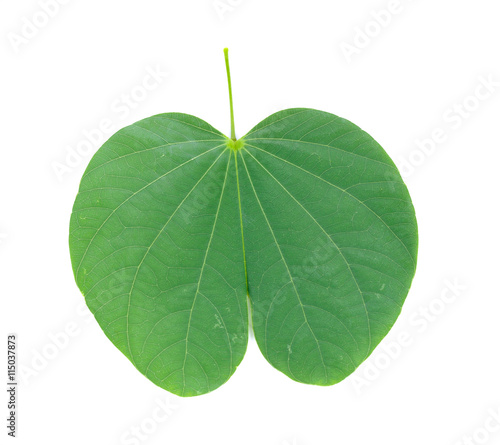 Purple Bauhinia leaf