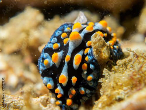 nudibranch at underwater, philippines © bugking88