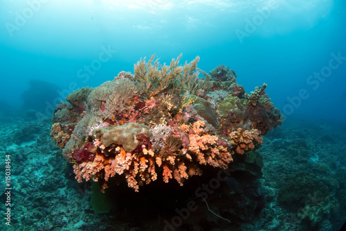 Colorful reef deep in Indian ocean. Indonesia.Bali