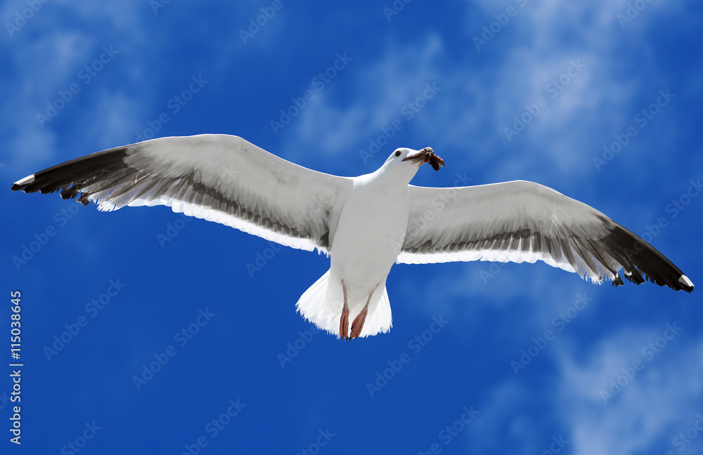 Bird during the flight. Portrait of a Seagull flying on the blue sky background. Bird during the flight. Portrait of a Seagull flying on the blue sky background.