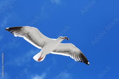Bird during the flight. Portrait of a Seagull flying on the blue sky background. 