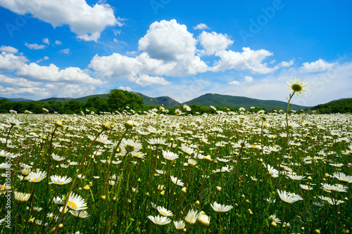 The field of daisies on a Sunny day. photo