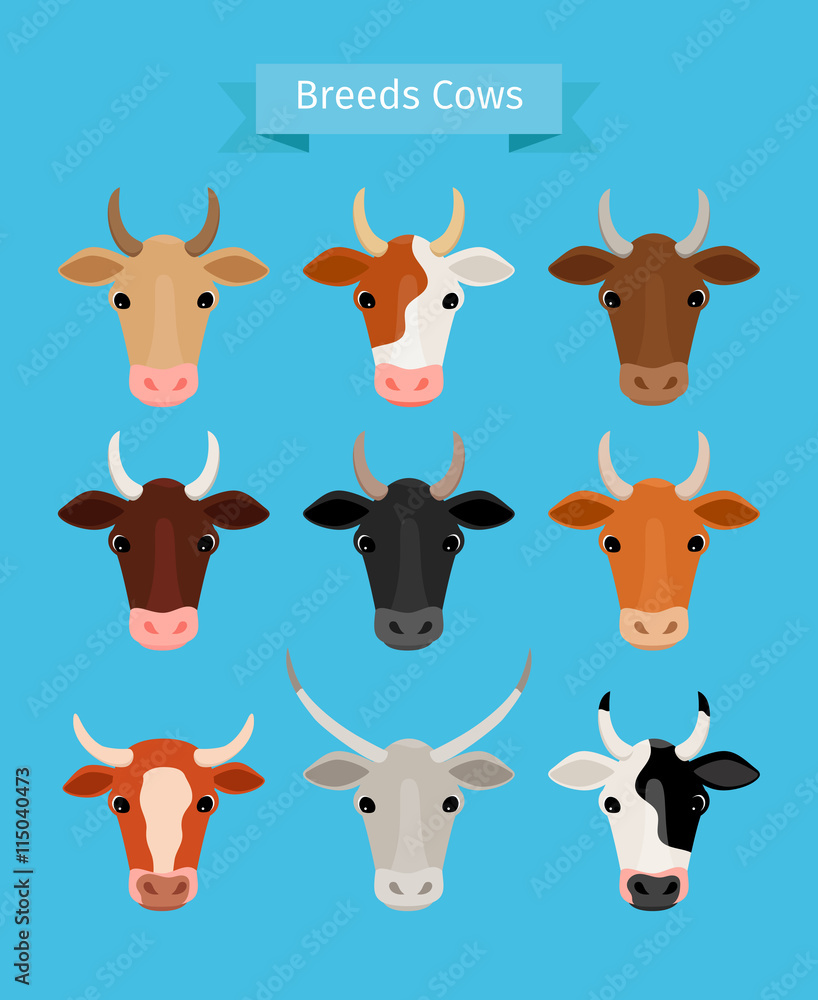 Cow heads vector set. Brown and black cow, red and white cows breeds Cow heads vector set. Brown and black cow, red and white cows breeds