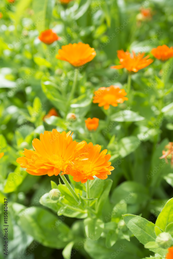 growing orange and yellow flowers Marigolds (Calendula). Sunny day. (Selective focus) growing orange and yellow flowers Marigolds (Calendula). Sunny day. (Selective focus)