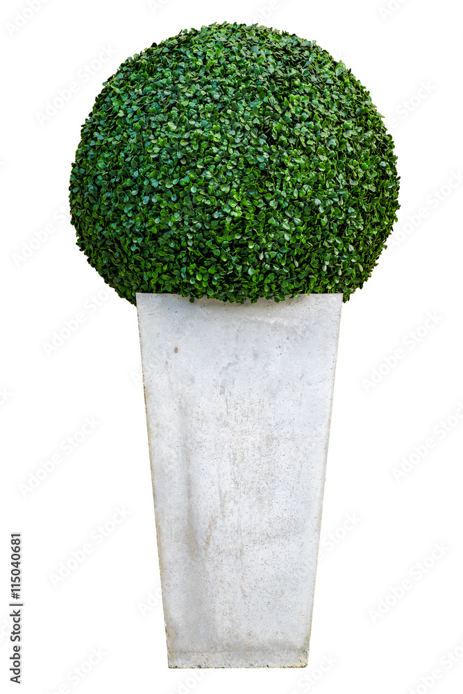 Naklejka premium Beautiful tree in cement pot isolated on white background with clipping path.