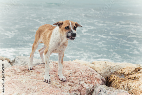 Fototapeta Naklejka Na Ścianę i Meble -  Stray dog on the empty beach, gloomy day
