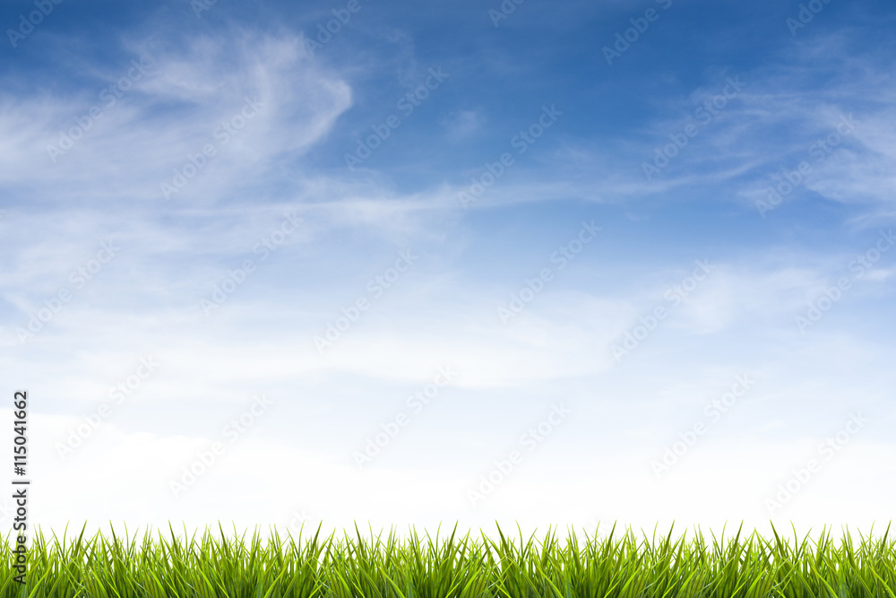 Grass grass under blue sky and clouds Grass grass under blue sky and clouds