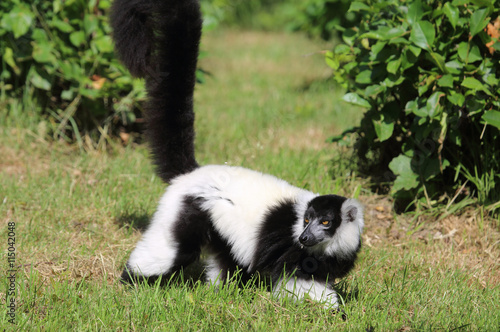 niedlicher Lemur