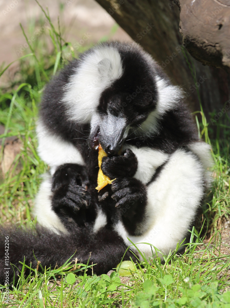 niedlicher Lemur niedlicher Lemur