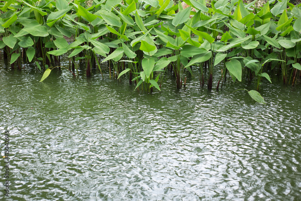 Naklejka premium Plant in water