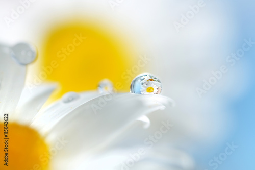 Canvas Print Chamomile flowers and drop of water