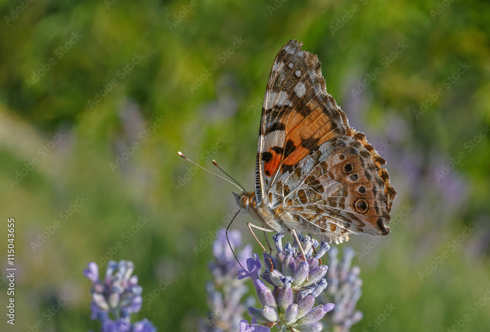 Painted Lady butterfly on lavender flower Painted Lady butterfly on lavender flower