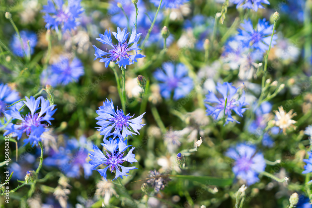 Fototapeta premium Blue cornflower flowers
