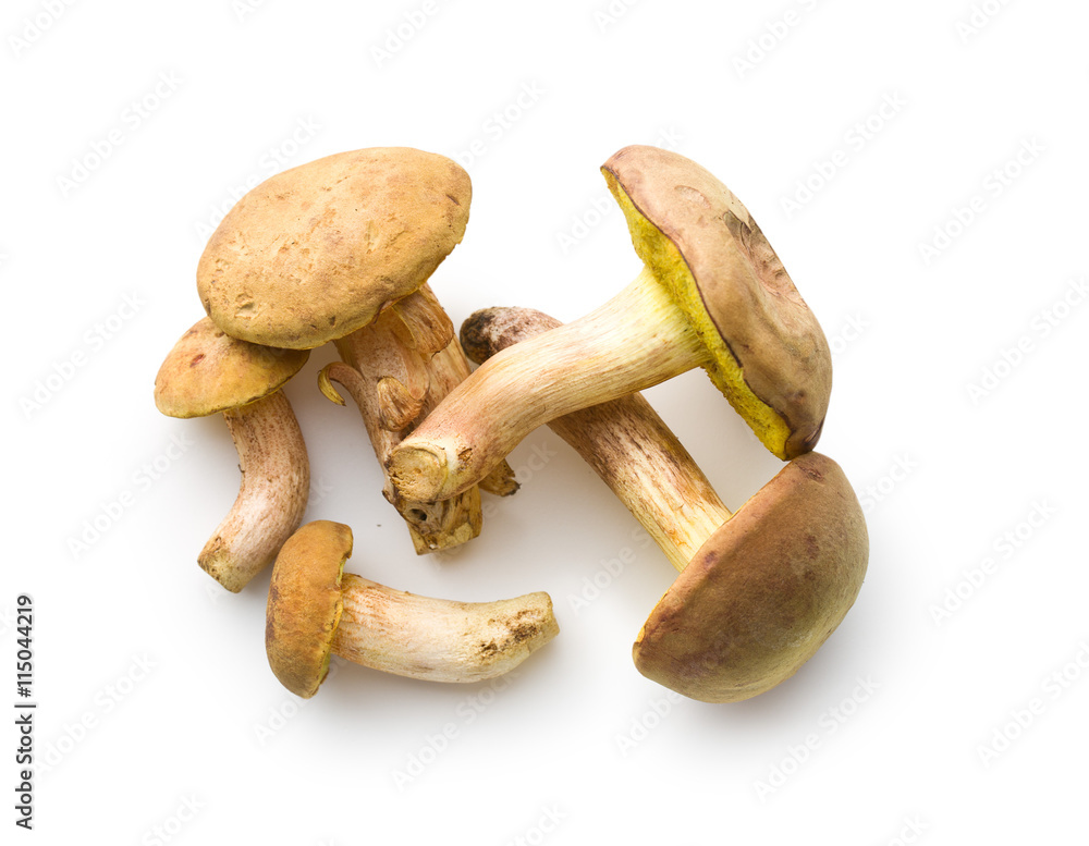 Fresh woodland fungi with boletus mushrooms. Fresh woodland fungi with boletus mushrooms.